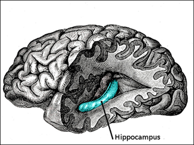 Brain Hippocampos