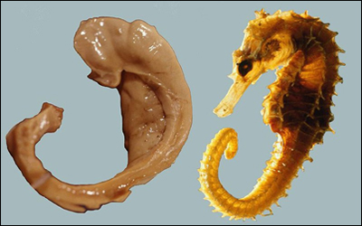 Hippocampos and Seahorse