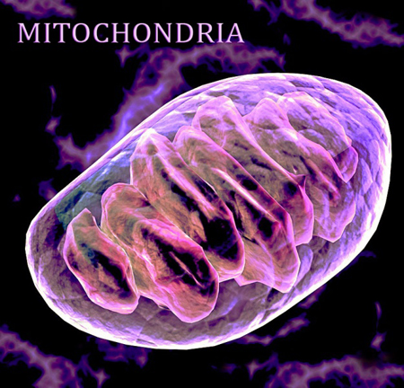 Mitochondria In A Cell,
