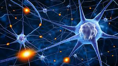 Neurons In Brain